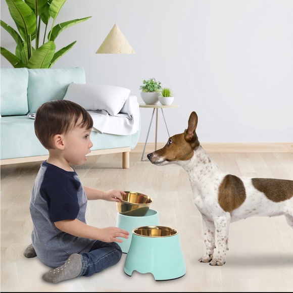 Elevated Gold Stainless Steel Dog Pet Bowl Mint Green Raises - Picture 2 of 8